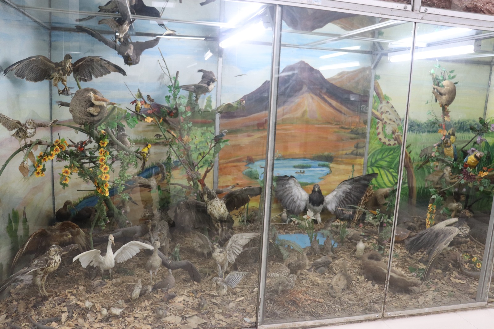 museodezoologia